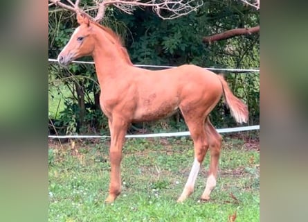 Oldenburg, Stallion, 2 years