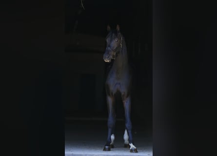 Oldenburg, Stallion, 2 years