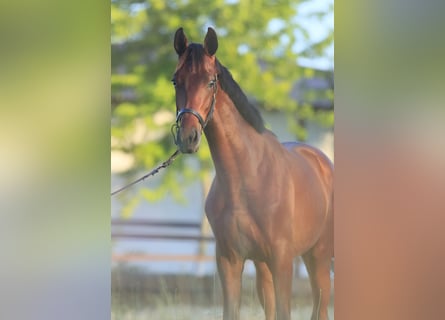 Oldenburg, Stallion, 2 years
