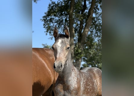 Oldenburg, Stallion, 2 years, Gray