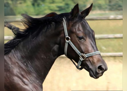 Oldenburg, Stallion, 3 years, 15,1 hh, Bay-Dark