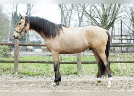 Oldenburg, Stallion, 3 years, 15.2 hh, Buckskin