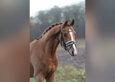 Oldenburg, Stallion, 3 years, 15,2 hh, Chestnut-Red