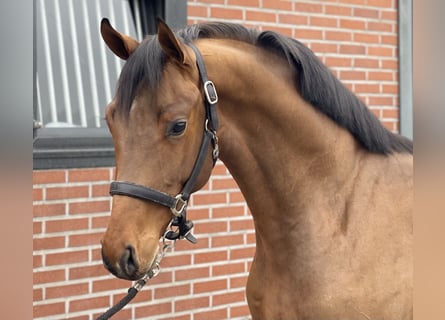 Oldenburg, Stallion, 3 years, 15,3 hh, Brown