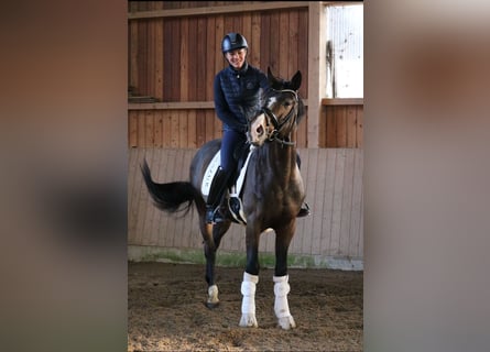 Oldenburg, Stallion, 3 years, 16,1 hh, Bay-Dark