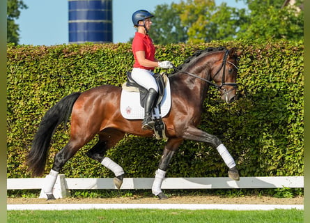 Oldenburg, Stallion, 3 years, 16,1 hh, Brown