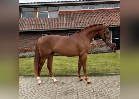 Oldenburg, Stallion, 3 years, 16.1 hh, Chestnut-Red