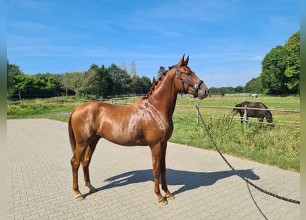 Oldenburg, Stallion, 3 years, 16.1 hh, Chestnut-Red Oldenburg, Stallion, 3 years, 16.1 hh, Chestnut-Red