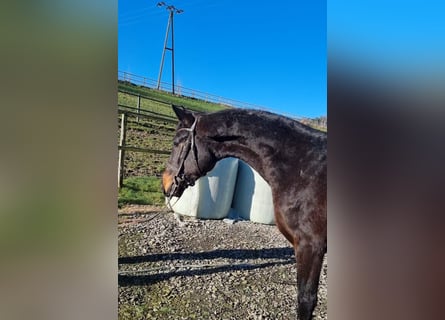 Oldenburg, Stallion, 3 years, 16,2 hh, Bay-Dark