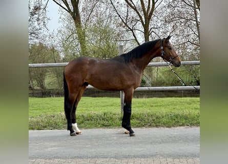 Oldenburg, Stallion, 3 years, 16.2 hh, Brown