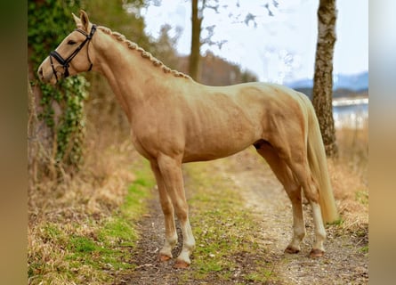 Oldenburg, Stallion, 3 years, 16,3 hh, Palomino