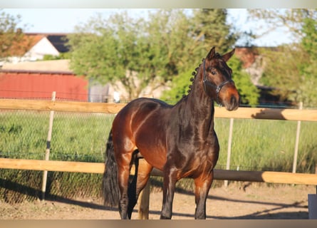 Oldenburg, Stallion, 3 years, 16 hh, Bay-Dark