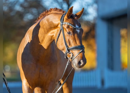 Oldenburg, Stallion, 3 years, 16 hh, Chestnut