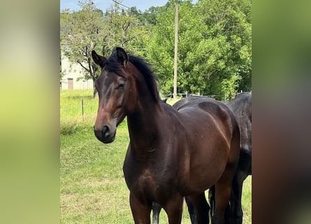 Oldenburg, Stallion, 3 years, 16,1 hh, Bay-Dark