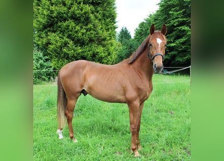 Oldenburg, Stallion, 3 years, 16,1 hh, Chestnut-Red