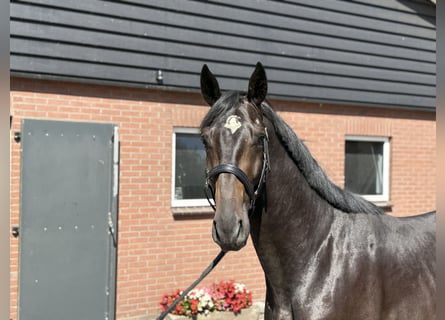 Oldenburg, Stallion, 3 years, 16,1 hh, Smoky-Black