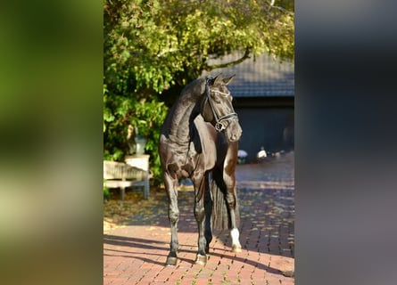 Oldenburg, Stallion, 3 years, 16,2 hh, Black