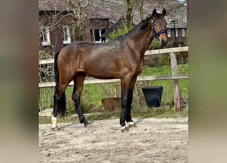 Oldenburg, Stallion, 3 years, 16,2 hh, Brown