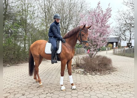 Oldenburg, Stallion, 3 years, 16,3 hh, Chestnut-Red
