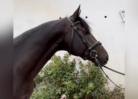 Oldenburg, Stallion, 3 years, Bay-Dark