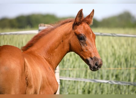 Oldenburg, Stallion, 3 years, Chestnut-Red