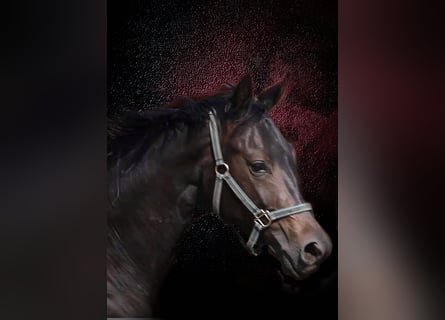 Oldenburg, Stallion, 4 years, 15.2 hh, Bay-Dark