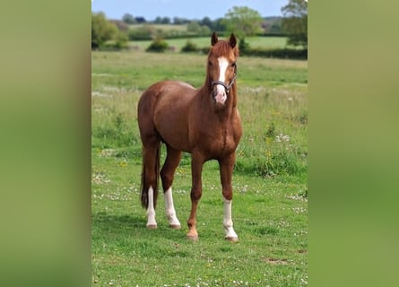 Oldenburg, Stallion, 4 years, 15.2 hh, Chestnut-Red