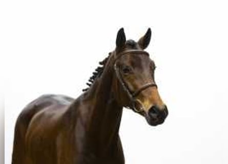 Oldenburg, Stallion, 4 years, 15,3 hh, Brown