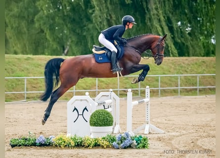 Oldenburg, Stallion, 4 years, 16.1 hh, Brown