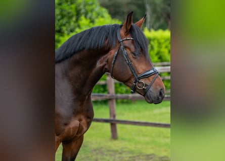 Oldenburg, Stallion, 4 years, 16,2 hh, Bay-Dark