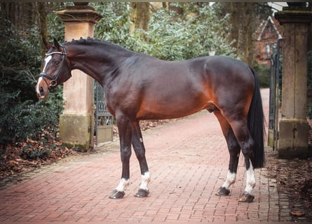 Oldenburg, Stallion, 4 years, 16,3 hh, Smoky-Black