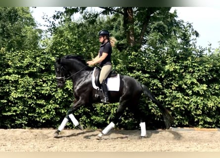 Oldenburg, Stallion, 4 years, 16 hh, Black