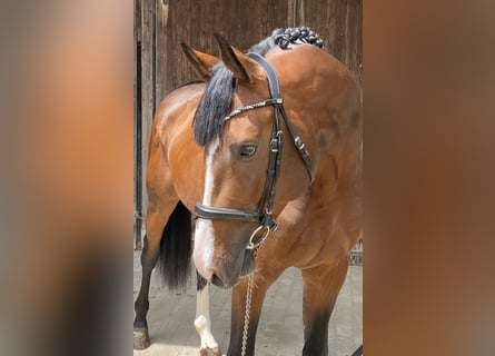 Oldenburg, Stallion, 4 years, 16,2 hh, Brown