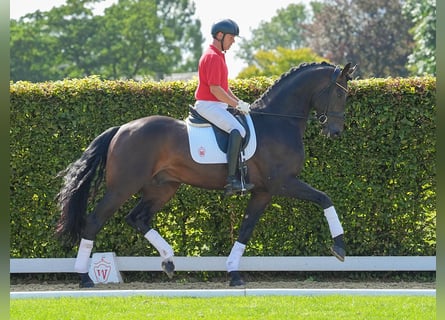 Oldenburg, Stallion, 4 years, 17,1 hh, Bay-Dark