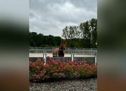 Oldenburg, Stallion, 4 years, Chestnut-Red