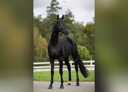 Oldenburg, Stallion, 4 years, Smoky-Black