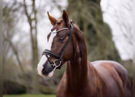 Oldenburg, Stallion, 5 years, 16,2 hh, Chestnut