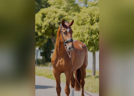 Oldenburg, Stallion, 5 years, 16,3 hh, Chestnut-Red