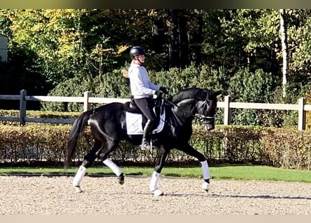 Oldenburg, Stallion, 5 years, 16,1 hh, Black