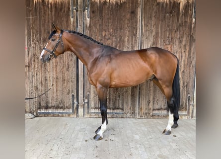 Oldenburg, Stallion, 5 years, 16,2 hh, Brown