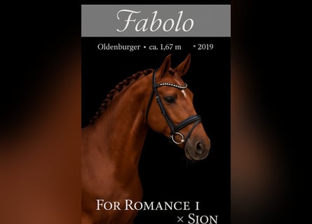 Oldenburg, Stallion, 6 years, 16,1 hh, Chestnut