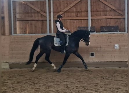 Oldenburg, Stallion, 6 years, 17 hh, Bay-Dark