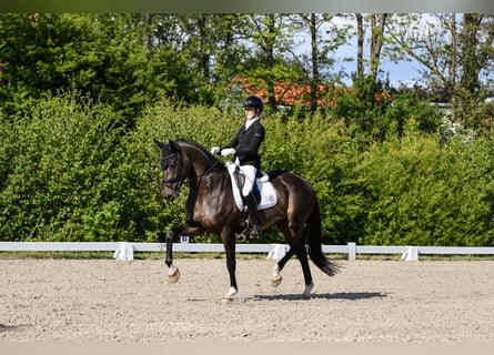 Oldenburg, Stallion, 6 years, 17 hh, Bay-Dark