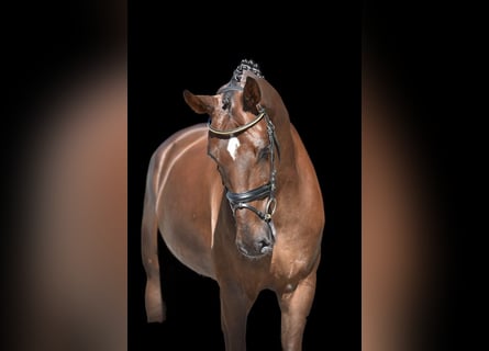 Oldenburg, Stallion, 6 years