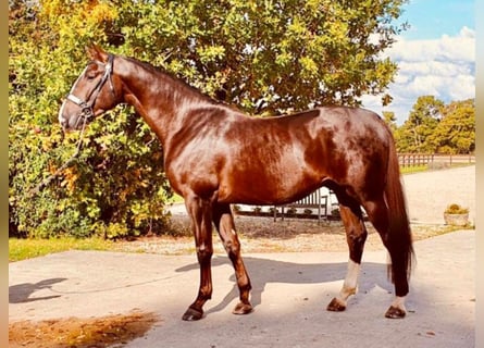 Oldenburg, Stallion, 7 years, 17 hh, Chestnut