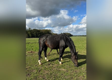 Oldenburg, Stallion, 8 years, 16 hh, Bay-Dark