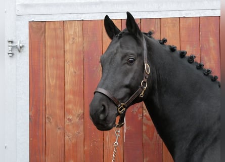Oldenburg, Stallion, 9 years, 16.1 hh, Black