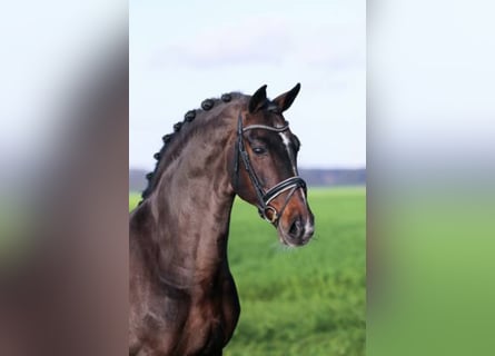 Oldenburg, Stallion, 27 years, 16.2 hh, Bay-Dark