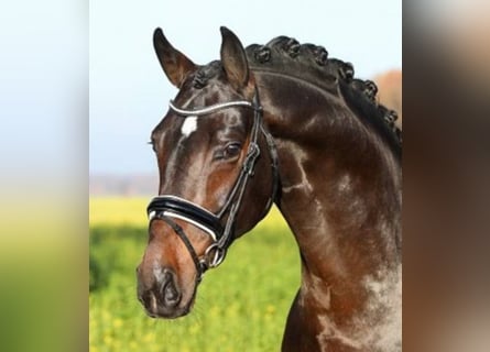 Oldenburg, Stallion, 9 years, 16.2 hh, Bay-Dark