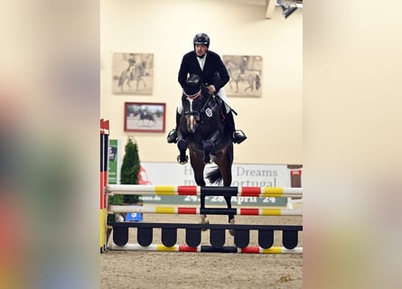 Oldenburg, Stallion, 4 years, 16,3 hh, Bay-Dark